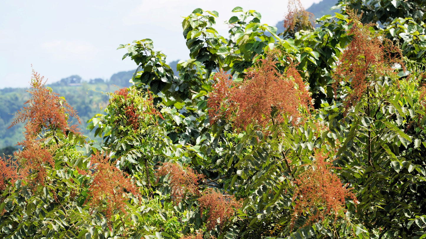 30 CHINESE SUMAC TREE Nutgall White Flowers Red Berries Rhus Chinensis Seeds