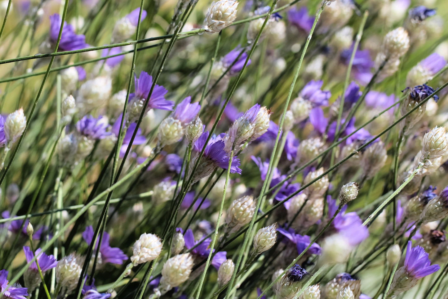 20 Blue CUPIDS DART aka ' LOVE plant ' Catananche Caerulea Flower Seeds