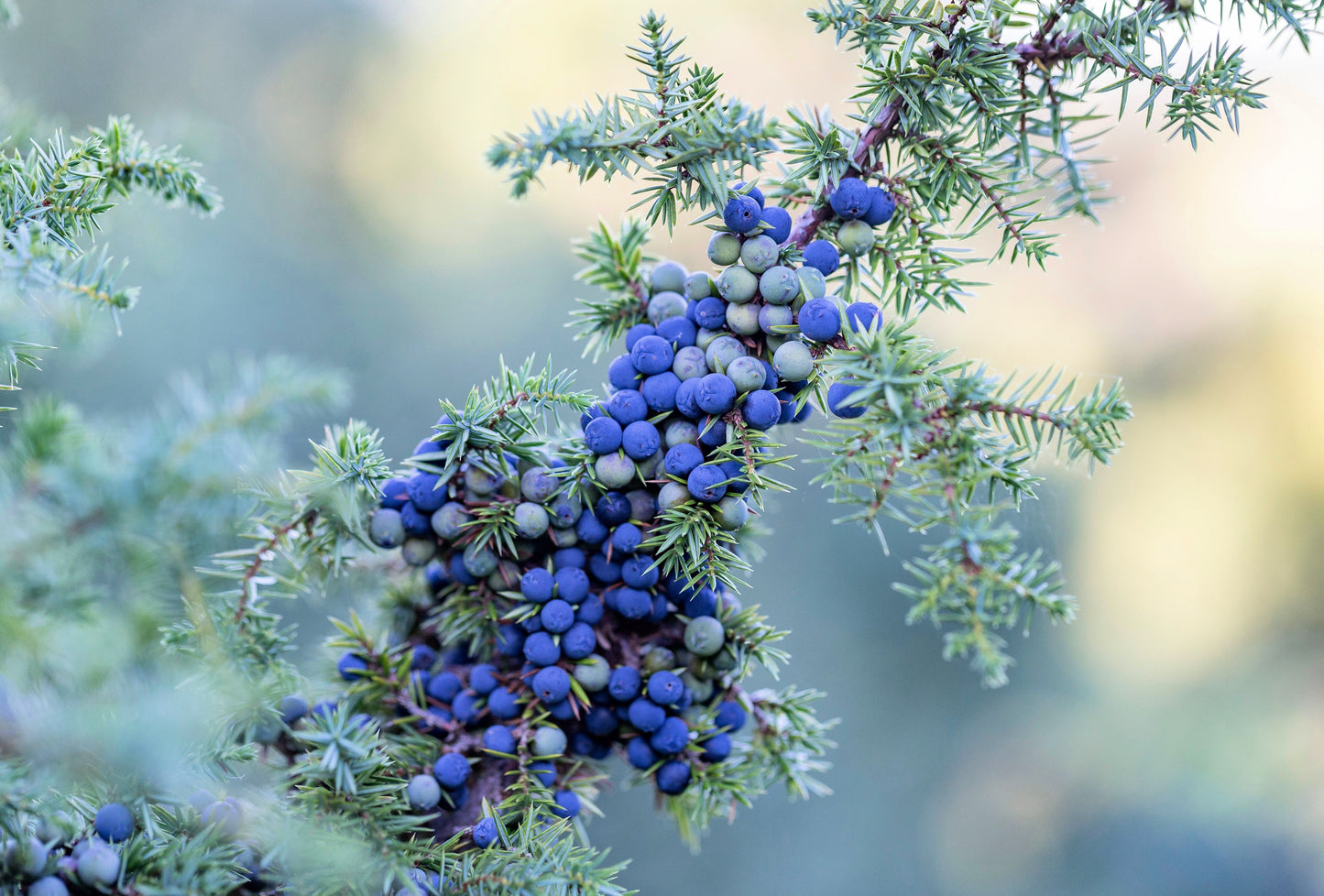 60 Organic Seeds COMMON JUNIPER (20 Berries) Juniperus Communis Tree Shrub Evergreen Conifer Blue Berry Yellow Flower aka Gin Berry Pine