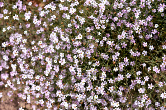 50 Light Pink TUNIC FLOWER Coat Flower Petrorhagia Saxifraga Saxifrage Seeds