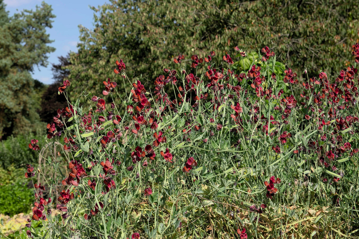 10 BLACK Knight SWEET PEA Lathyrus Odoratus Fragrant Flower Vine Seeds
