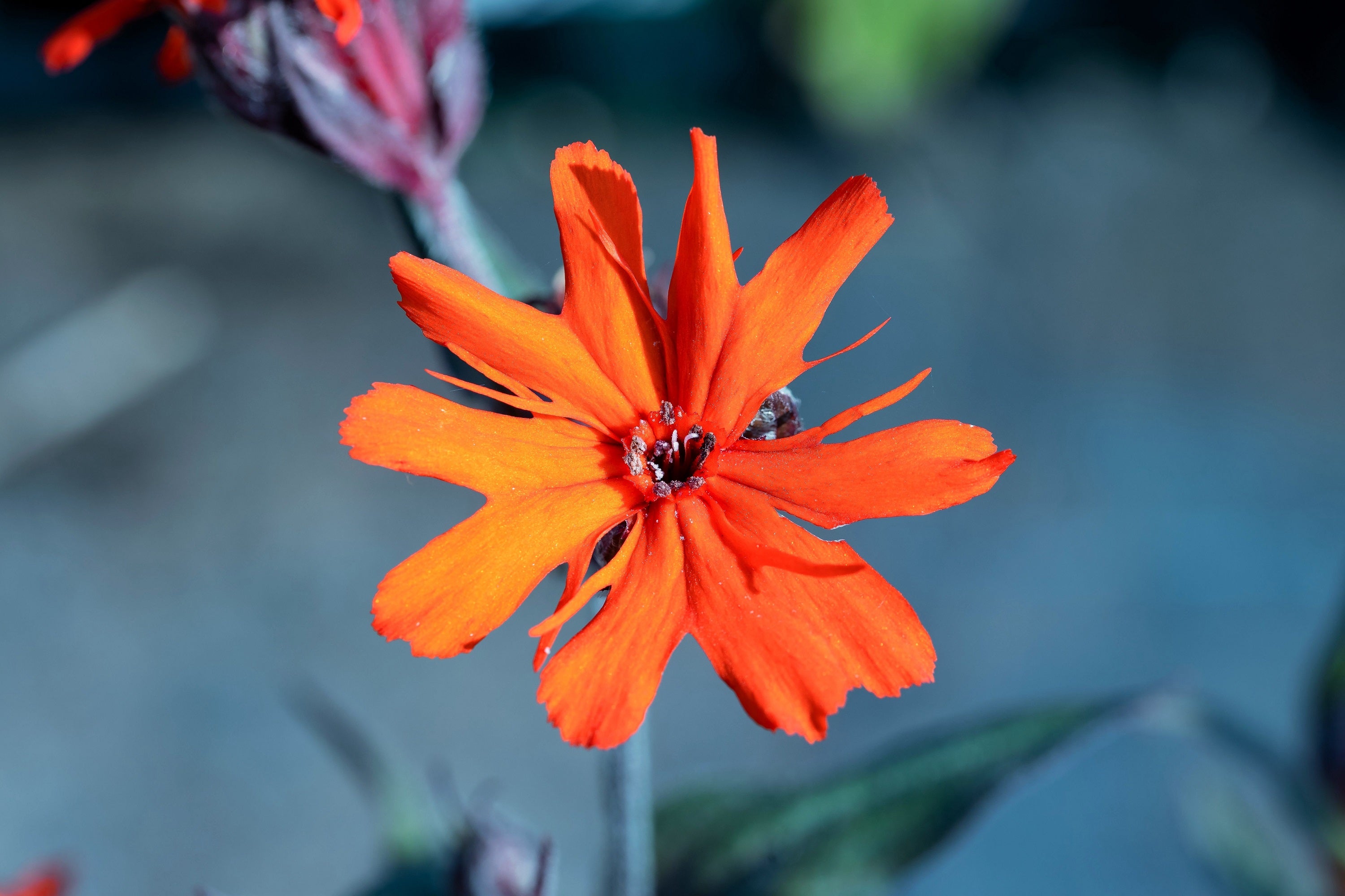 25 VESUVIUS CAMPION Red Orange Lychnis Arkwrightii Catchfly Flower