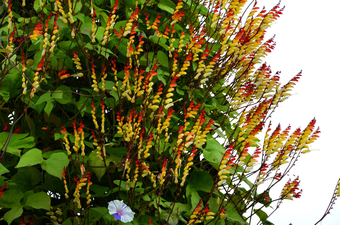 10 FIRECRACKER VINE Flower Mina Lobata Exotic Love Spanish Flag Ipomoea Seeds