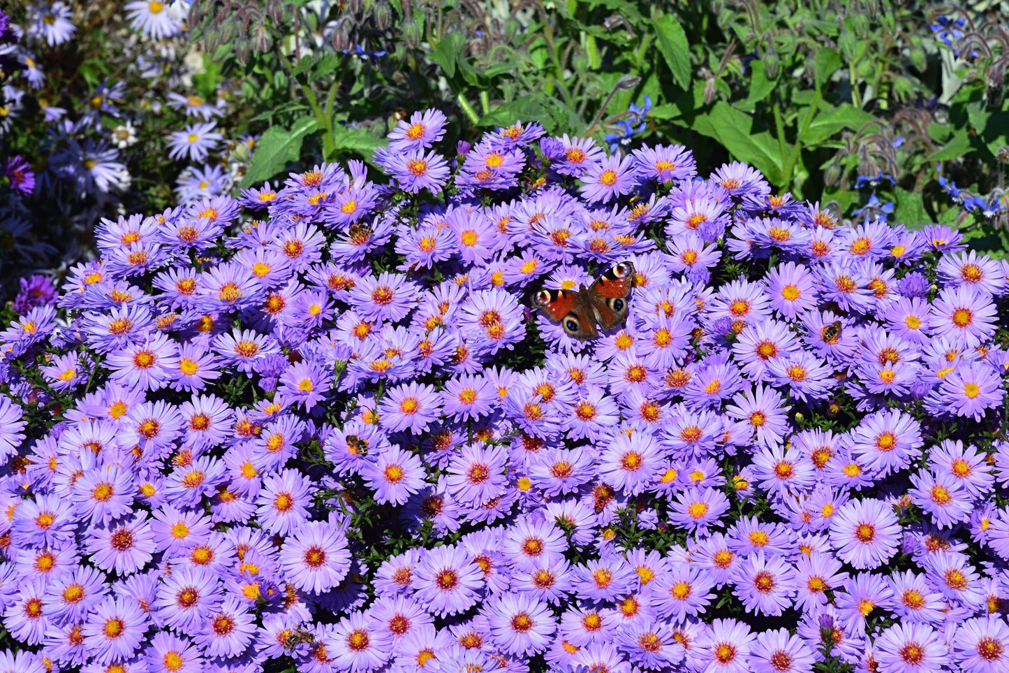 50 Blue RICE BUTTON ASTER Dumosus Flower Seeds