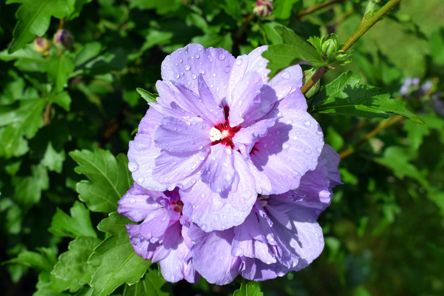 10 Purple Double ROSE Of SHARON Hibiscus Syriacus Flower Tree Shrub Seeds