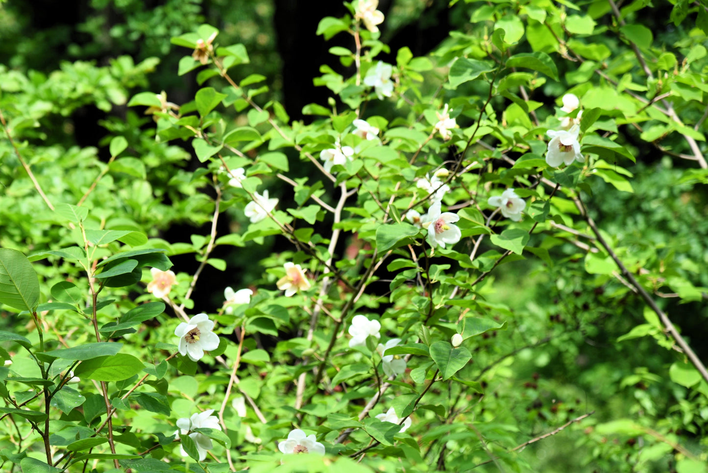 10 OYAMA MAGNOLIA TREE White Pink Flower Pink Pod Sieboldii Siebolds Shrub Seeds