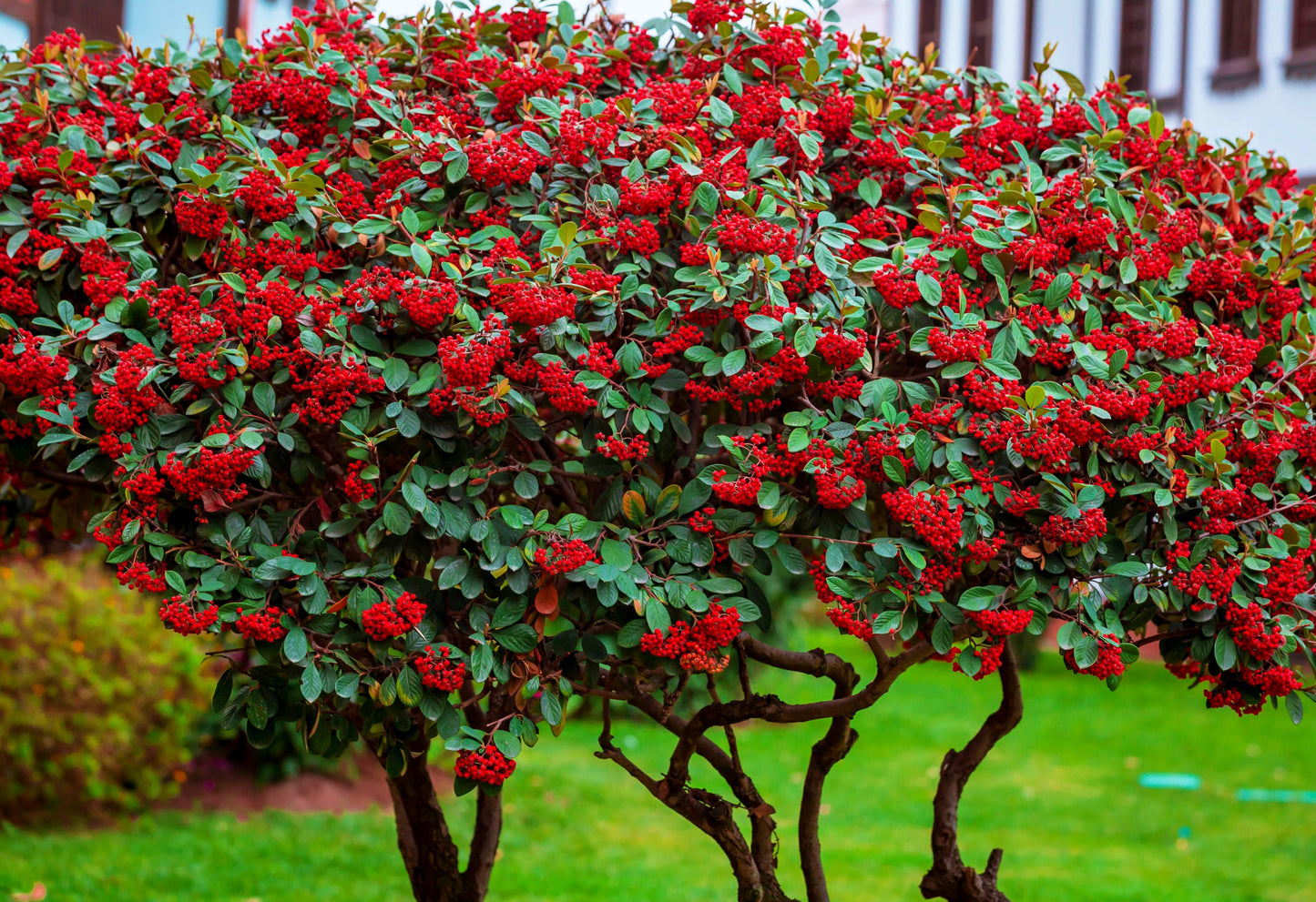 20 SILVER BUFFALOBERRY Shepherdia Argentea Red Fruit Native Bullberry Berry Shrub Seeds