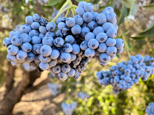 50 BLUE ELDERBERRY Sambucus Caerulea Arizona Blue Elder Tree Shrub Fruit Berry Seeds