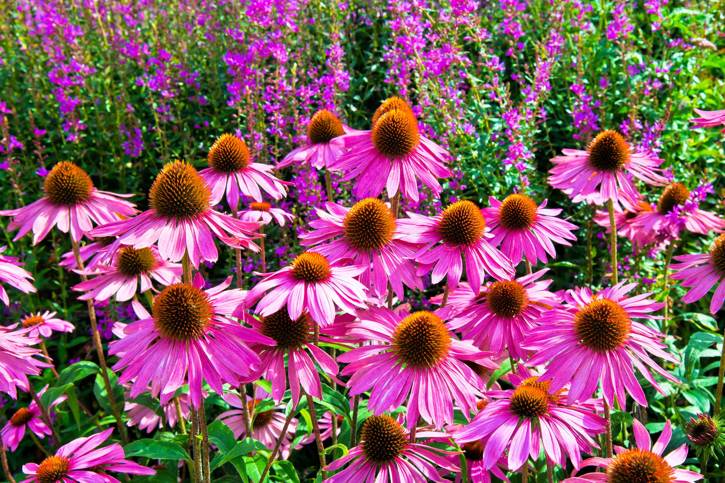 bulk echinacea seeds 1000 Bulk BRIGHT STAR CONEFLOWER Echinacea Purpurea Lavender Bright Ro – Seedville USA