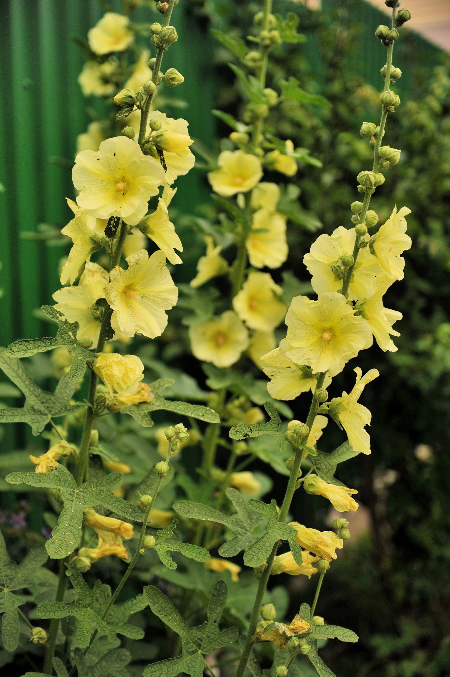 25 YELLOW HOLLYHOCK Alcea Rosea Flower Seeds Perennial