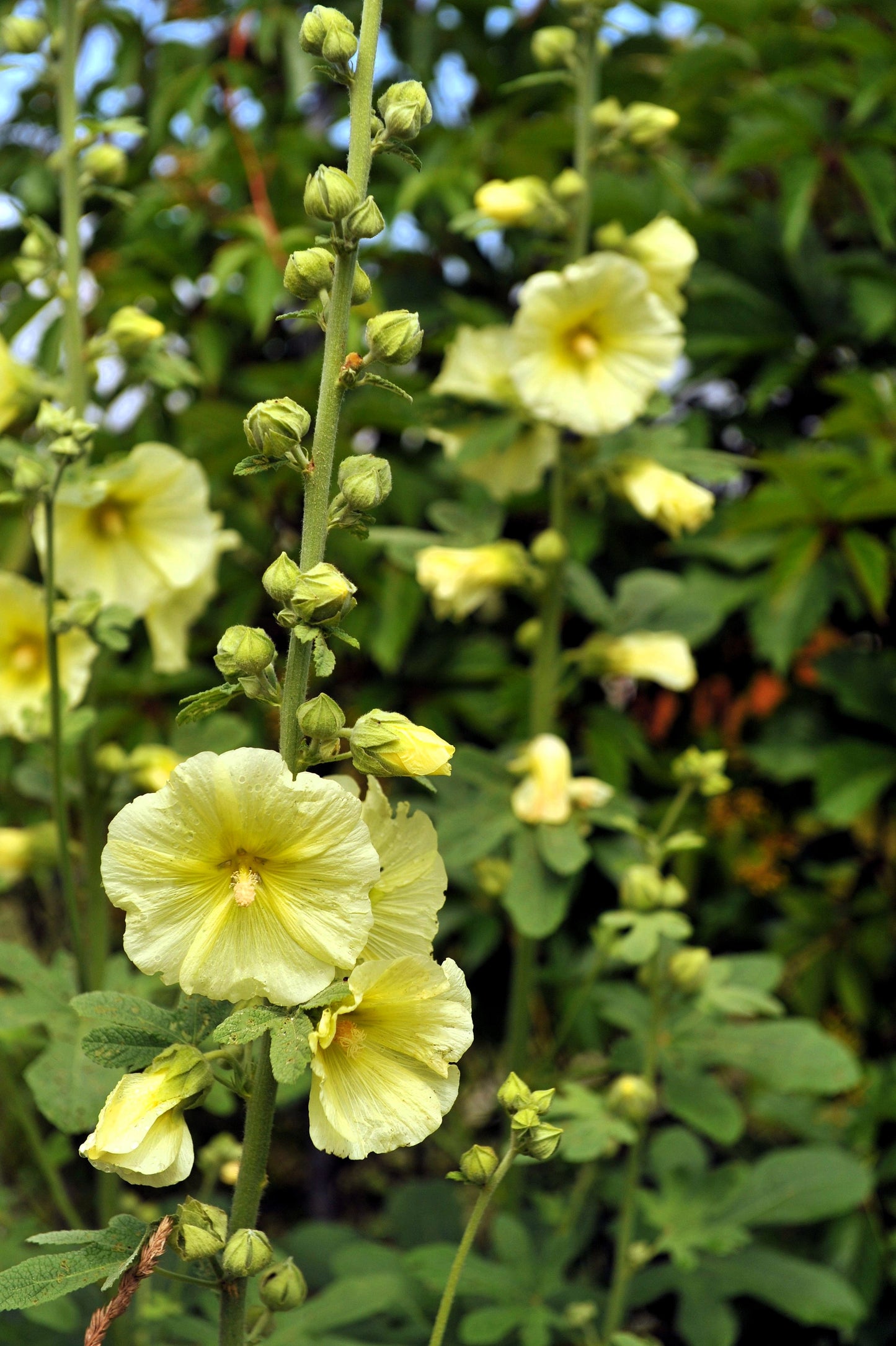 25 YELLOW HOLLYHOCK Alcea Rosea Flower Seeds Perennial