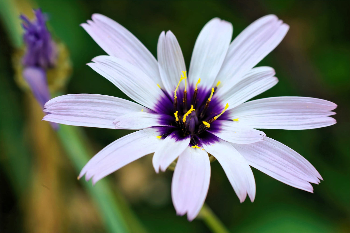 25 WHITE CUPID'S DART Love Plant Catananche Caerulea Flower Seeds