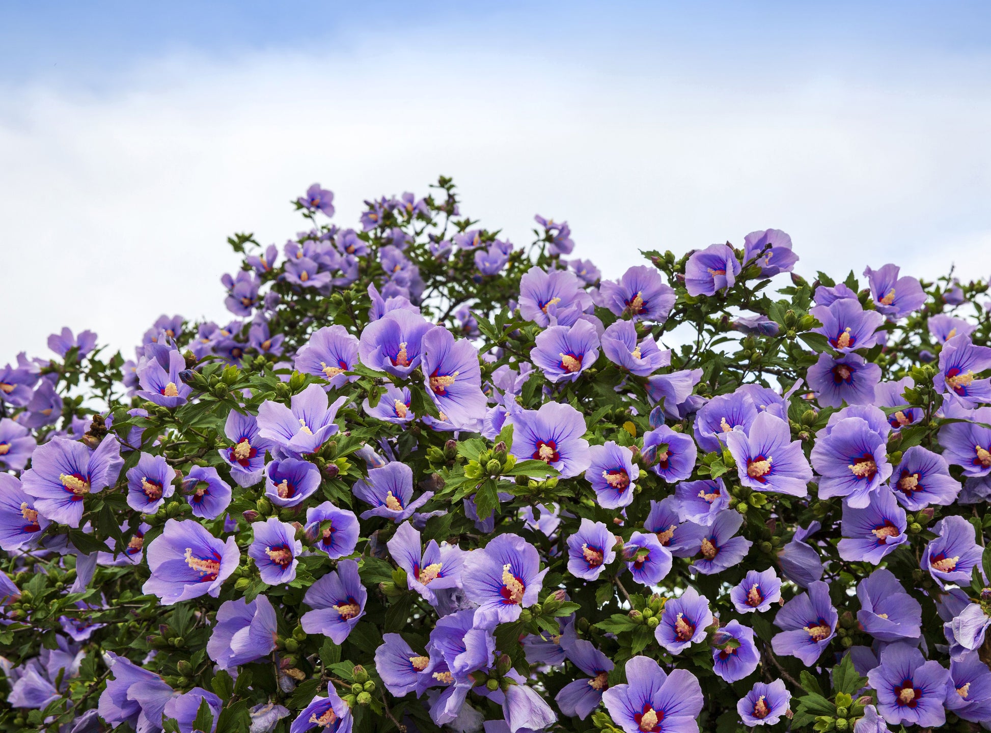 rose of sharon seeds for sale 50 Mixed Colors ROSE Of SHARON HIBISCUS Syriacus Flower Tree Bush Seeds Mix