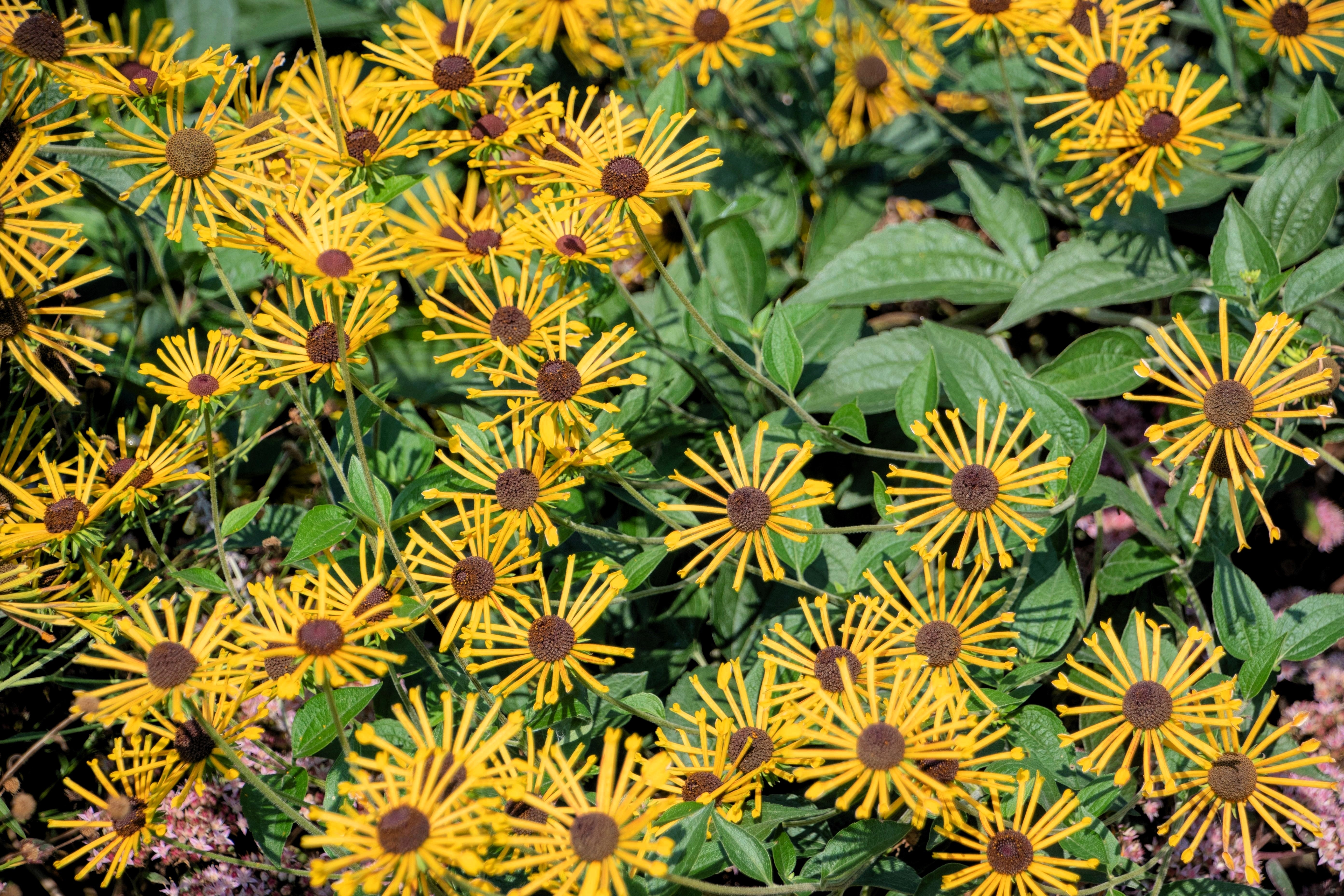 Sweet Coneflower - Thumbnail 3