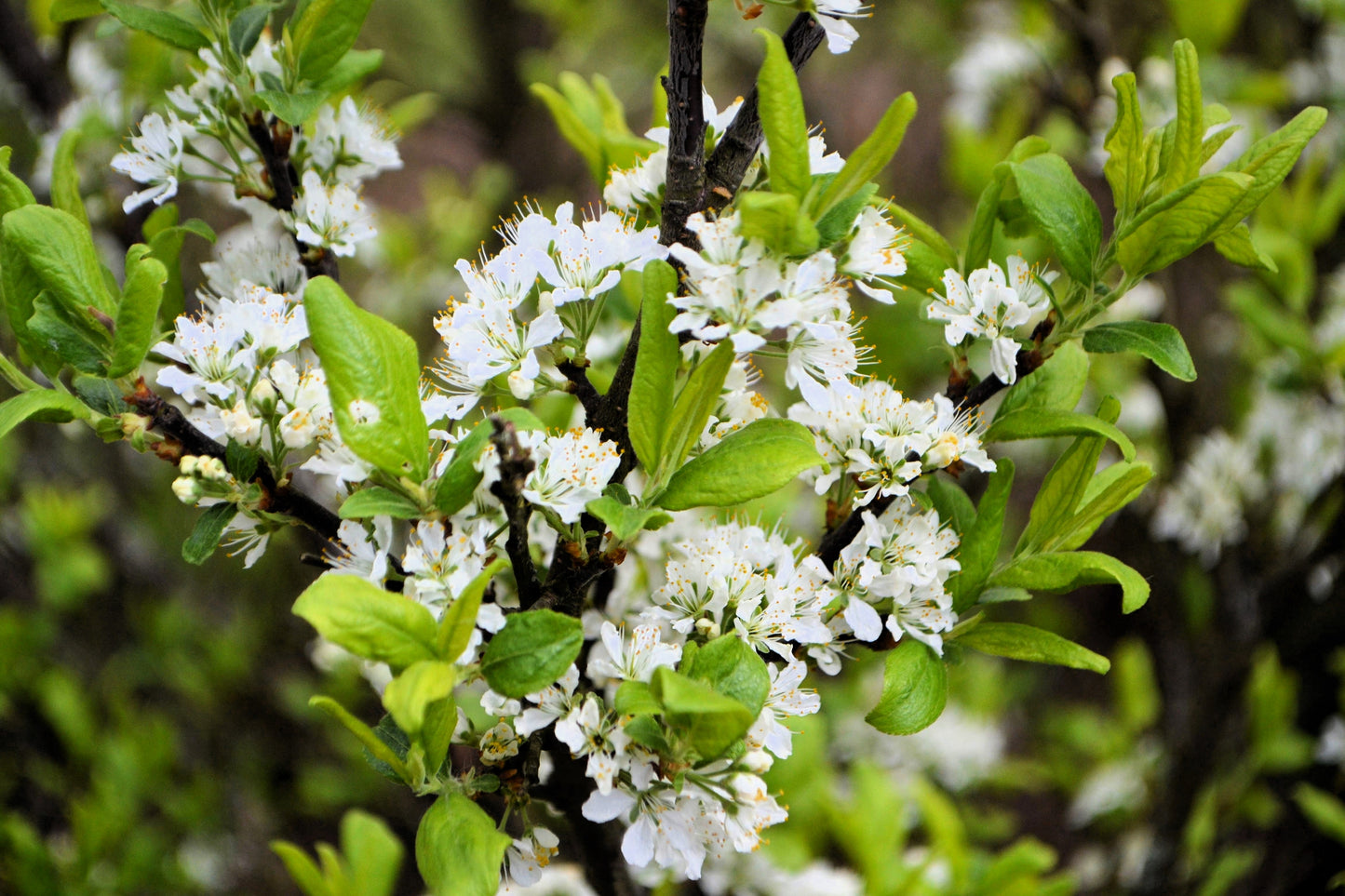 5 BEACH PLUM Prunus Maritima Native Edible Fruit Shrub Bush White Flower Seeds