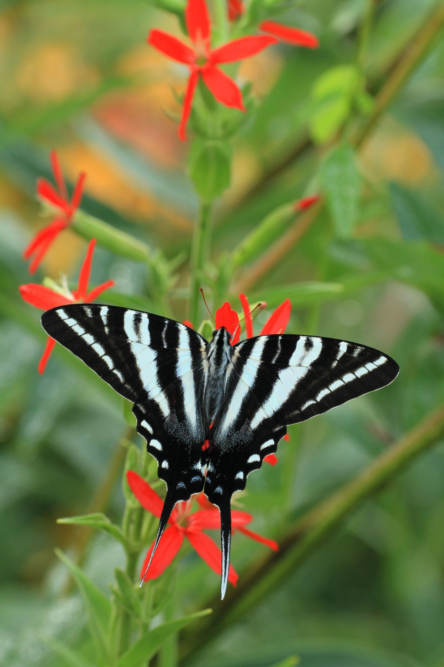20 ROYAL RED CATCHFLY Hummingbird & Endangered Native Flower Silene Regia Seeds