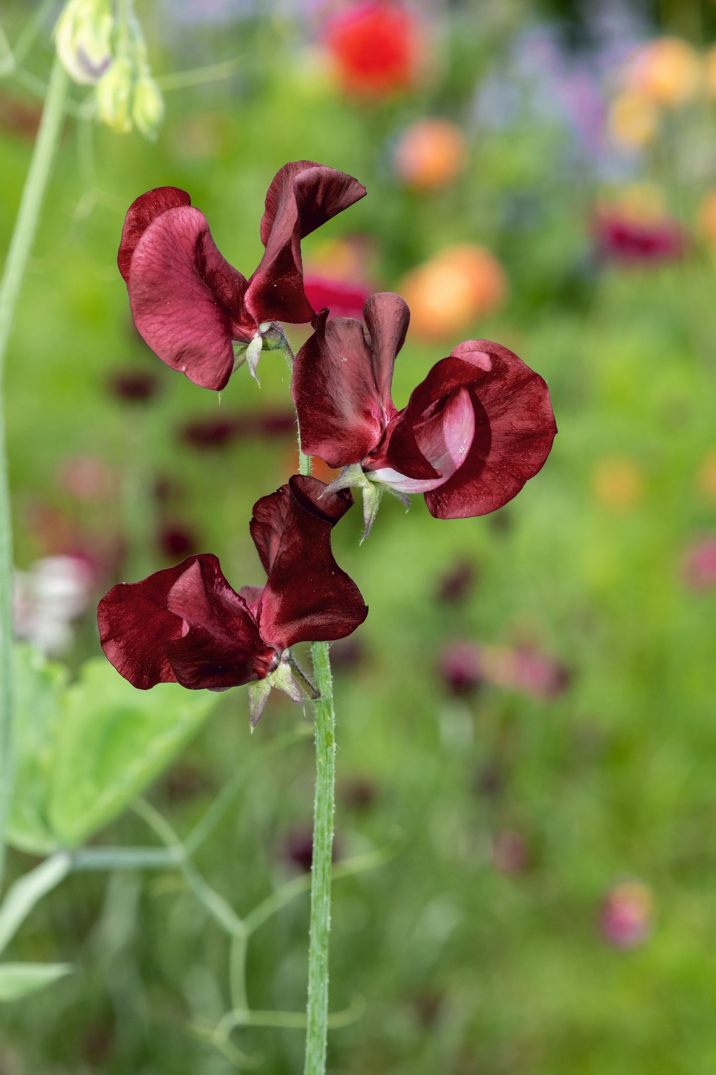 10 BLACK Knight SWEET PEA Lathyrus Odoratus Fragrant Flower Vine Seeds