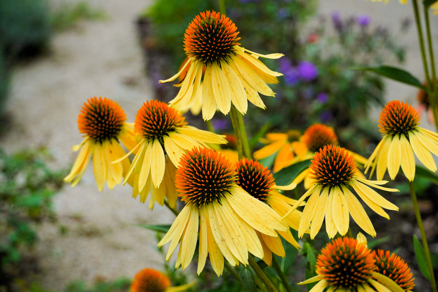 50 OZARK GOLD CONEFLOWER Echinacea Paradoxa Yellow Bush's Coneflower Flower Seeds