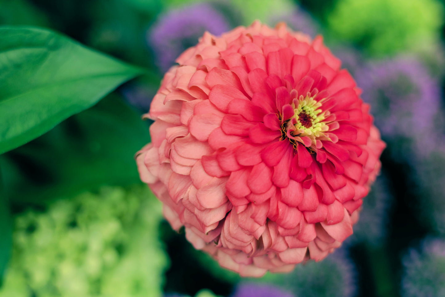 250 EXQUISITE ZINNIA Elegans Changes Color Red - Hot Pink Pale Pink Flower Seeds