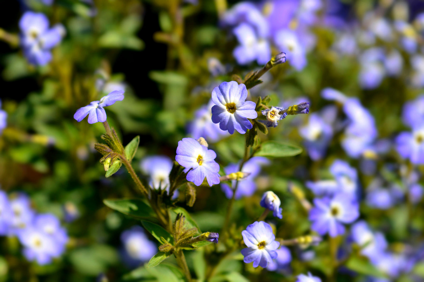 50 BROWALLIA Americana Amethyst Flower Bush Violet Blue Purple Flower Seeds