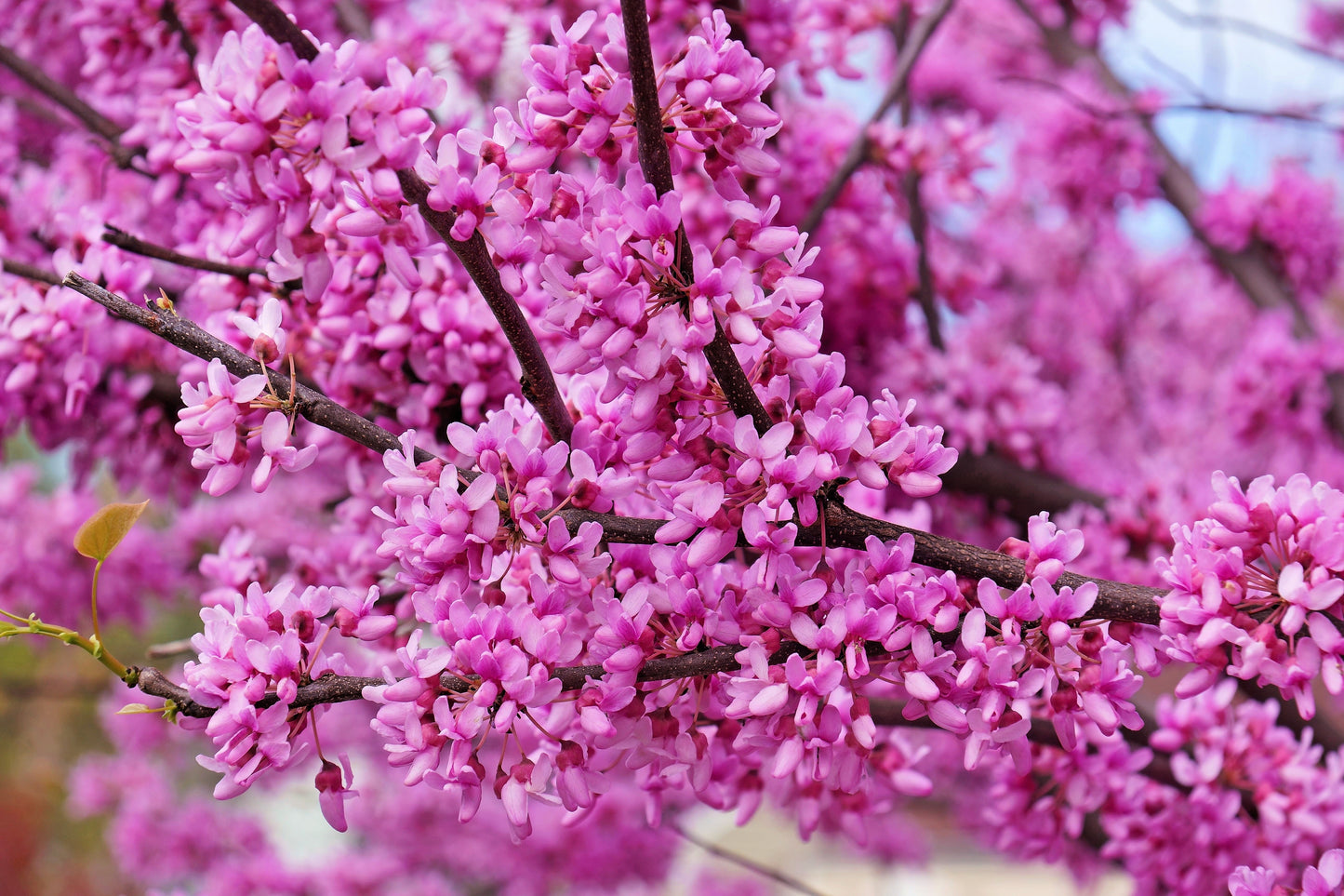 eva seeds pink plant 40 GIANT REDBUD TREE Cercis Gigantea Pink Purple Flower Seeds – Seedville USA