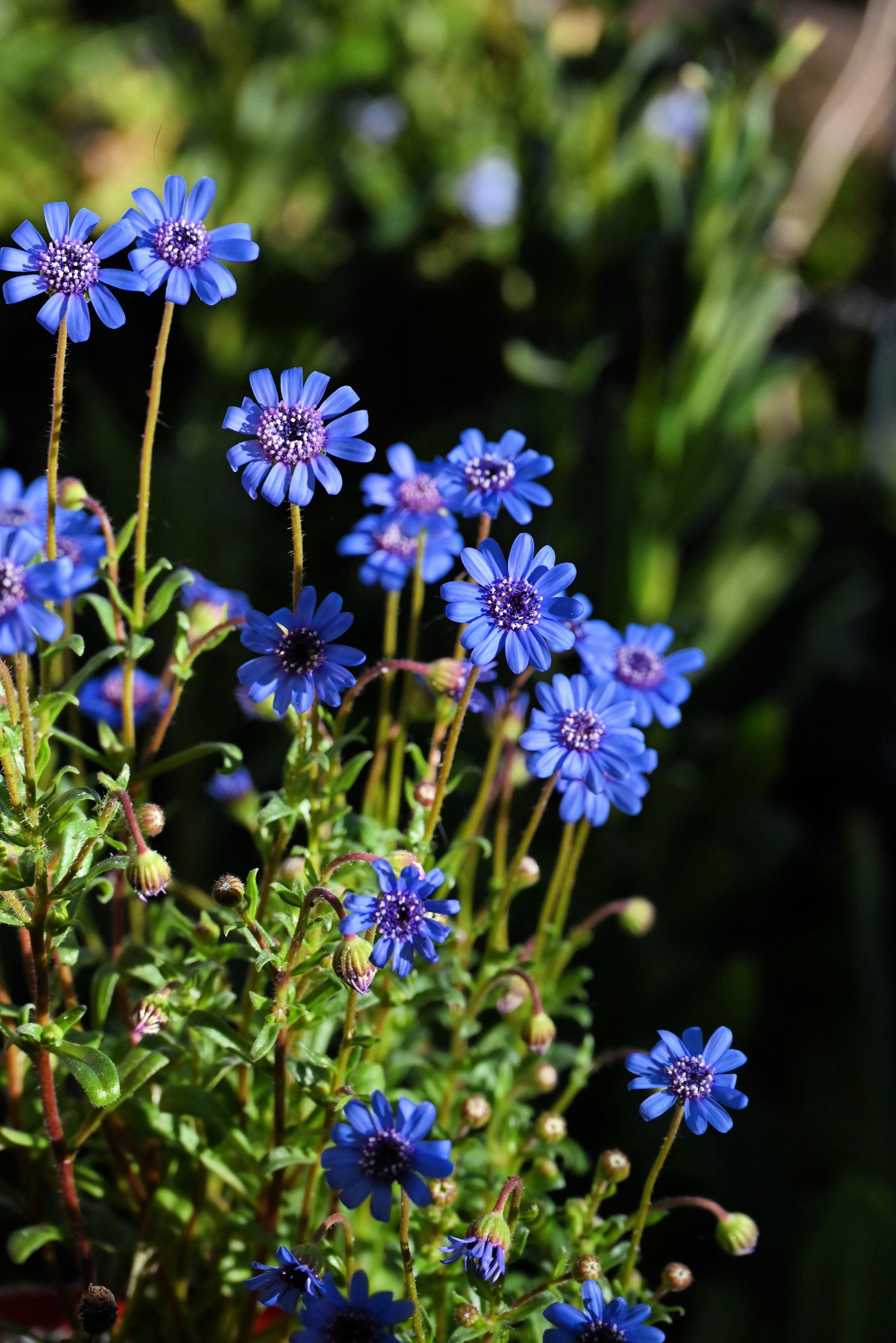 blue daisy flower seeds 50 BLUE FELICIA DAISY 'The Blues' Heterophylla Kingfisher Flower Seeds