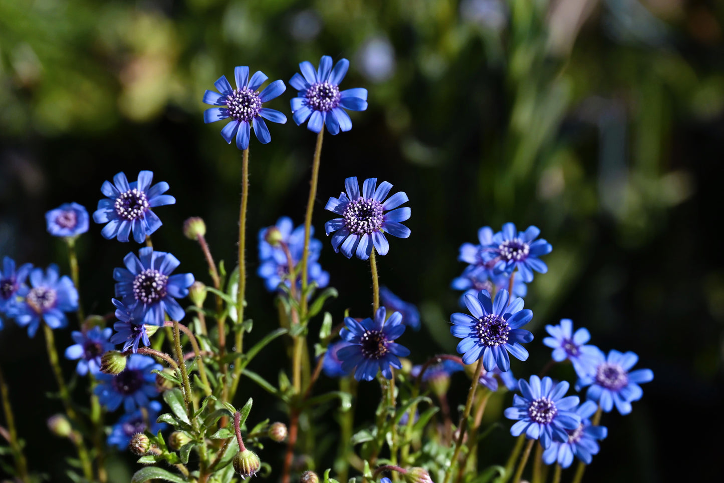 50 BLUE FELICIA DAISY 'The Blues' Heterophylla Kingfisher Flower Seeds