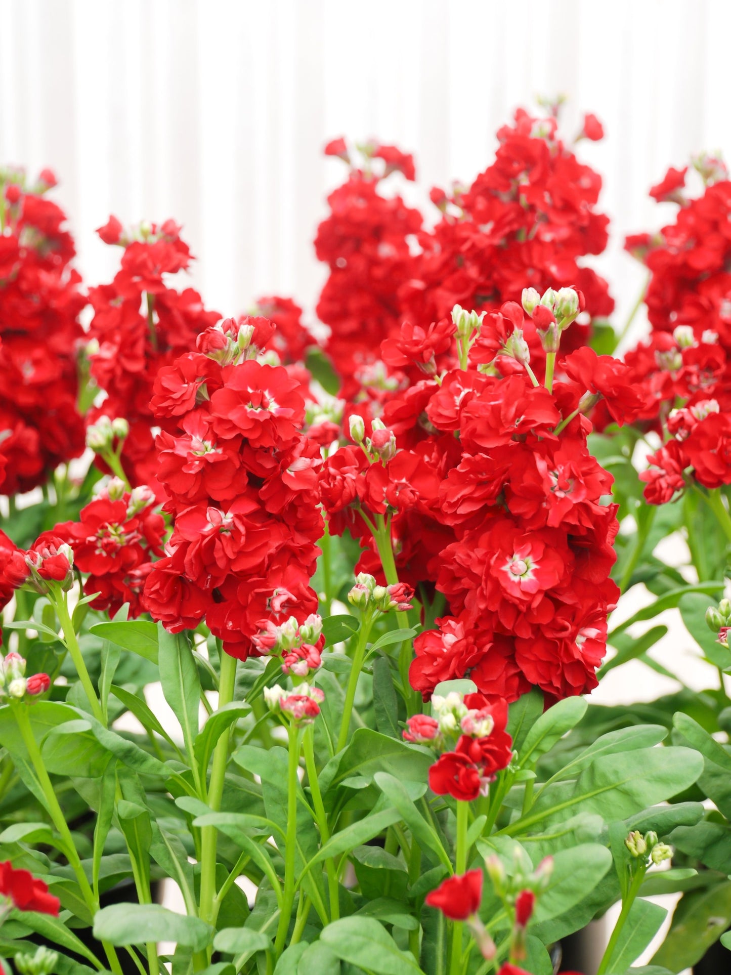 50 Crimson RED STOCK Matthiola Incana Ten-Week Gillyflower Seeds