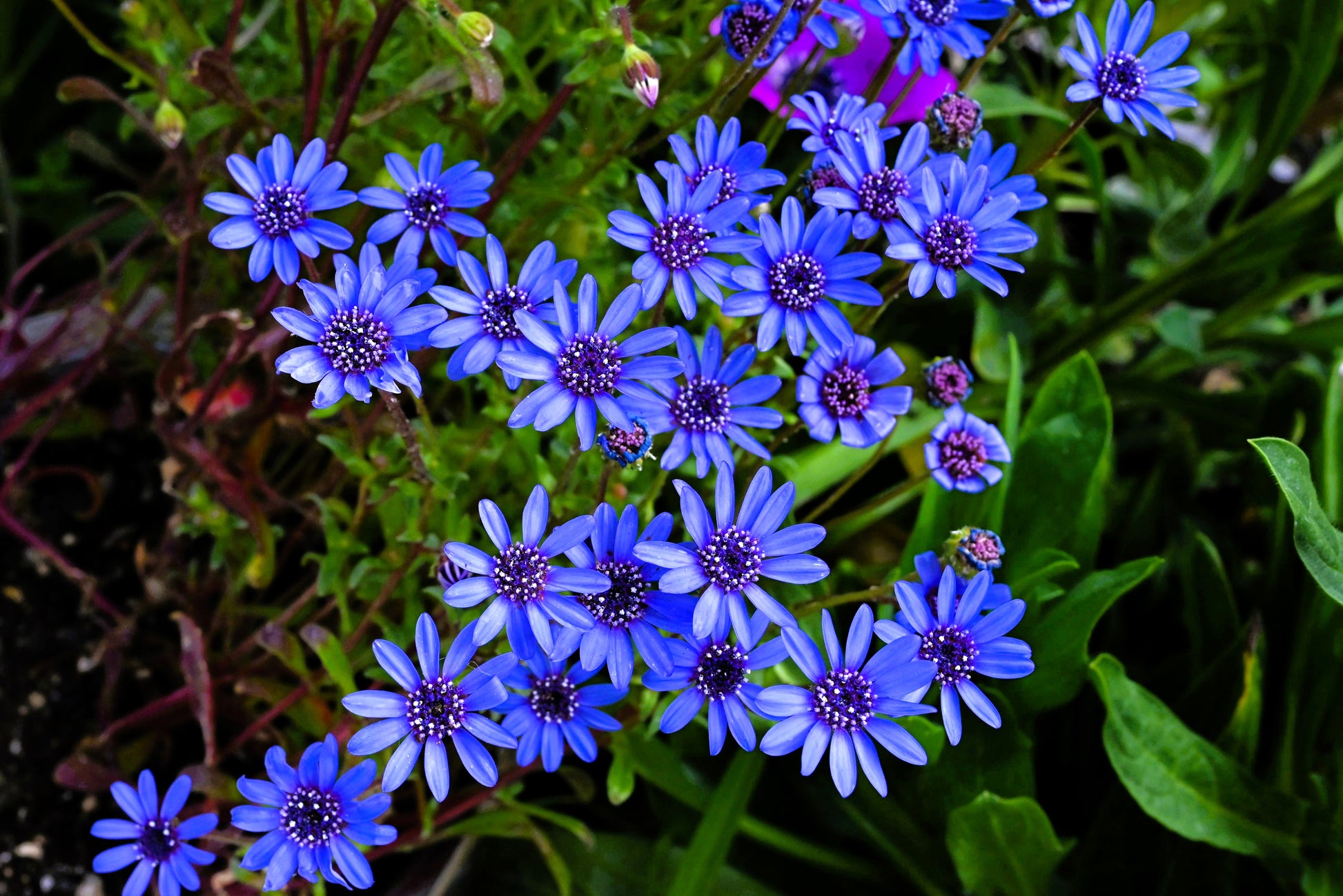blue daisy flower seeds 50 BLUE FELICIA DAISY 'The Blues' Heterophylla Kingfisher Flower Seeds