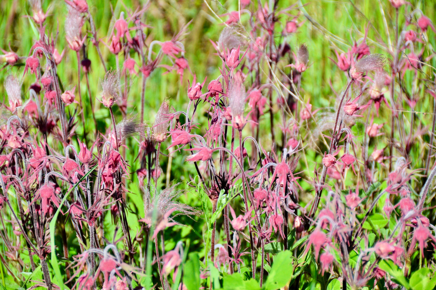 25 PRAIRIE SMOKE Geum Triflorum Purple Prairie Avens Pink Flower Seeds