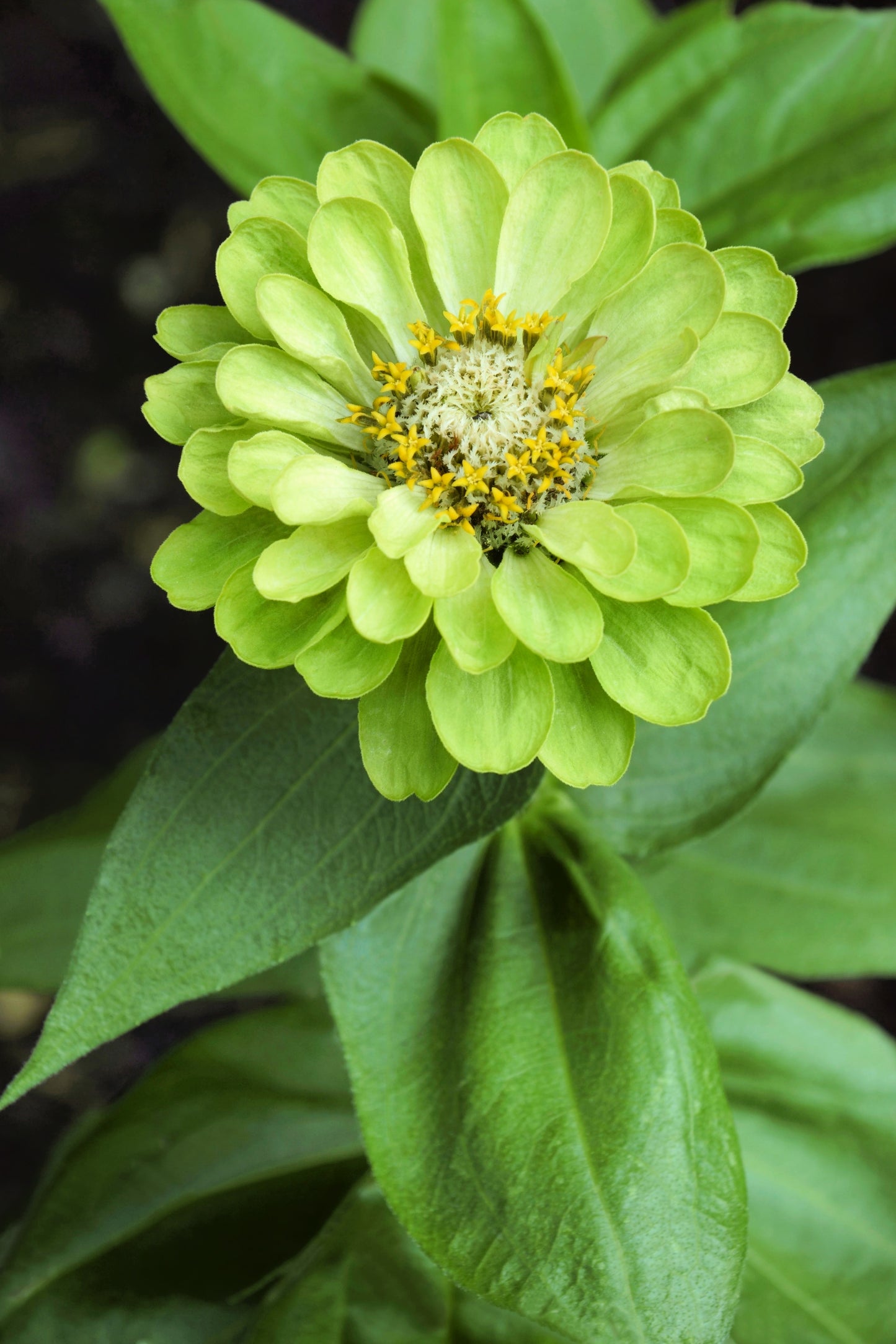 250 GREEN ENVY ZINNIA Elegans Heirloom Chartreuse Double Flower Seeds