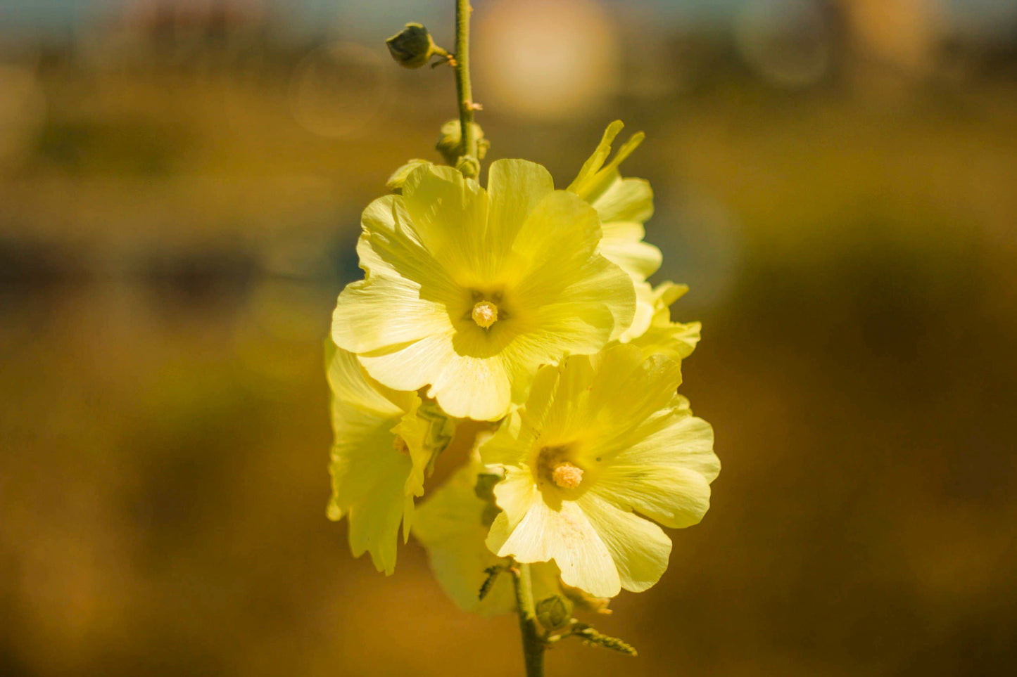 25 YELLOW HOLLYHOCK Alcea Rosea Flower Seeds Perennial