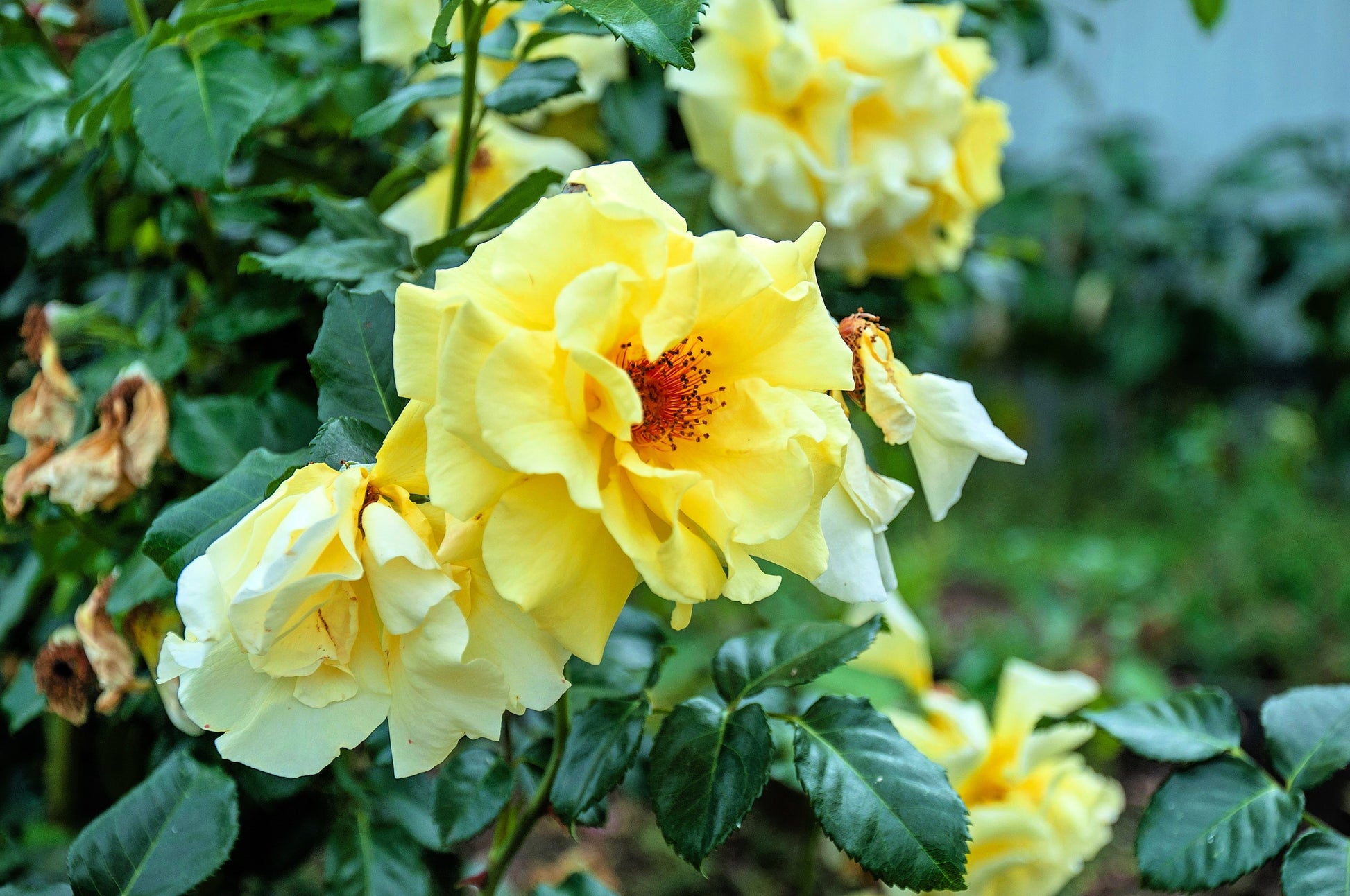 yellow rose bush seeds 10 Yellow MANCHU ROSE Bush Rosa Xanthina Hummingbird Flower Seeds