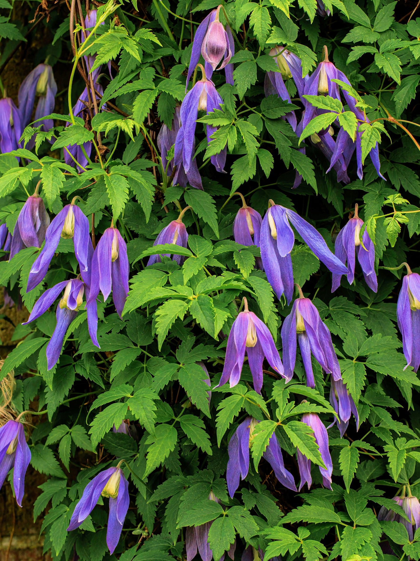 10 PURPLE ALPINE CLEMATIS Alpina Virgin's Bower Flower Vine Seeds