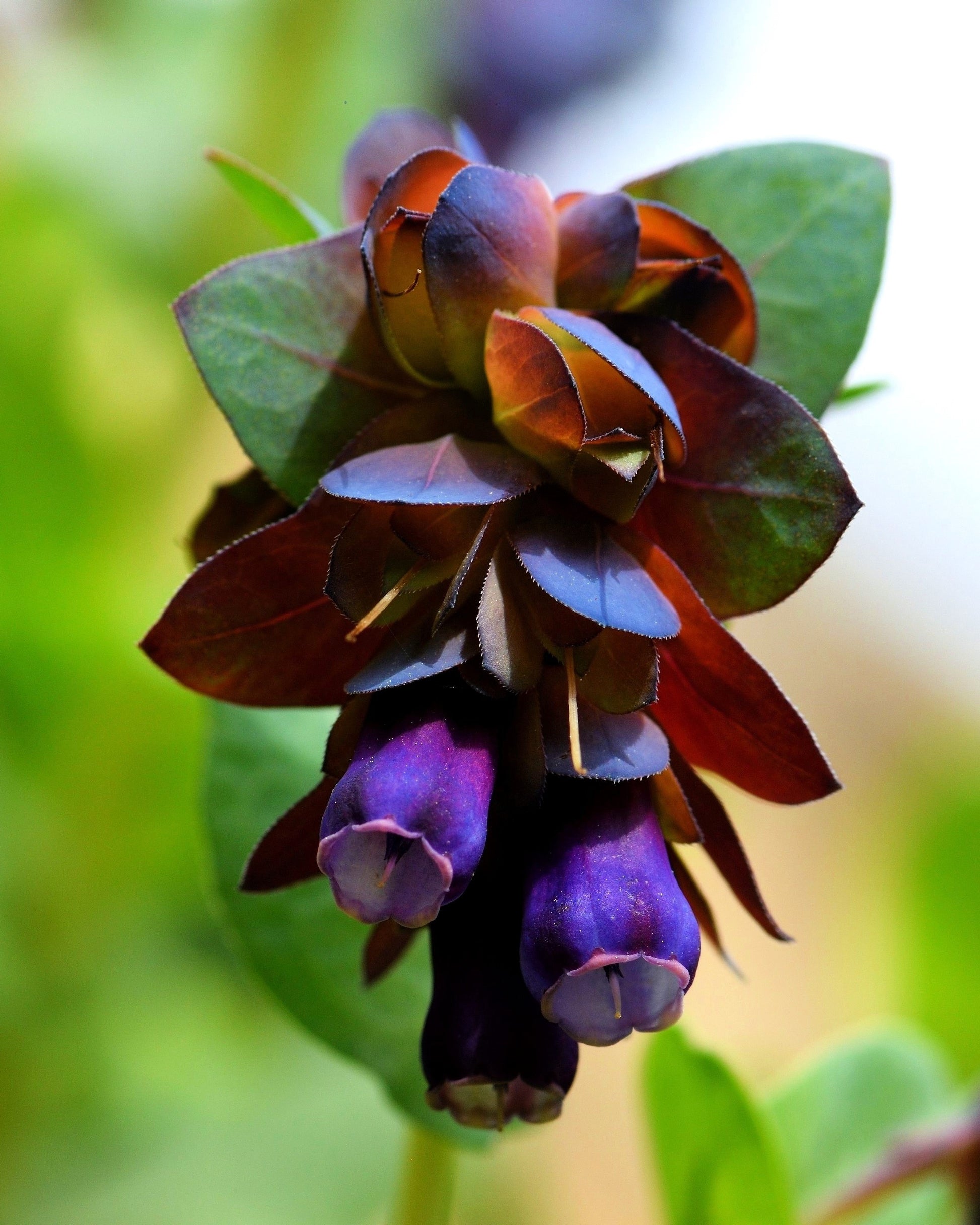 shrimp plant seeds for sale 10 BLUE SHRIMP PLANT / Honeywort Cerinthe Major Flower Seeds