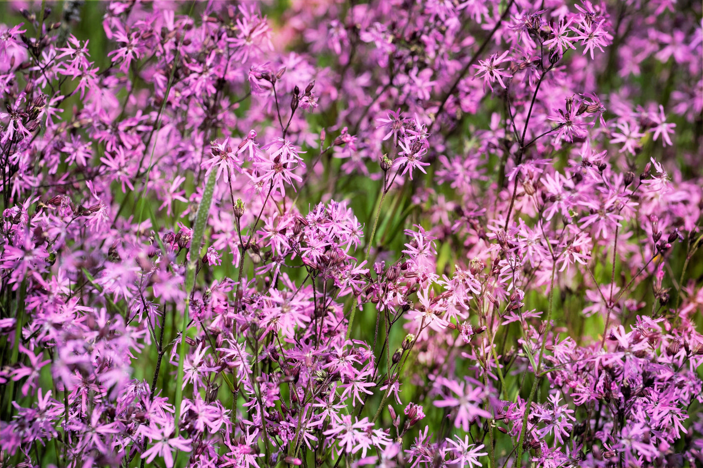 100 RAGGED ROBIN Pink Purplish Lychnis Flos Cuculi Flower Seeds