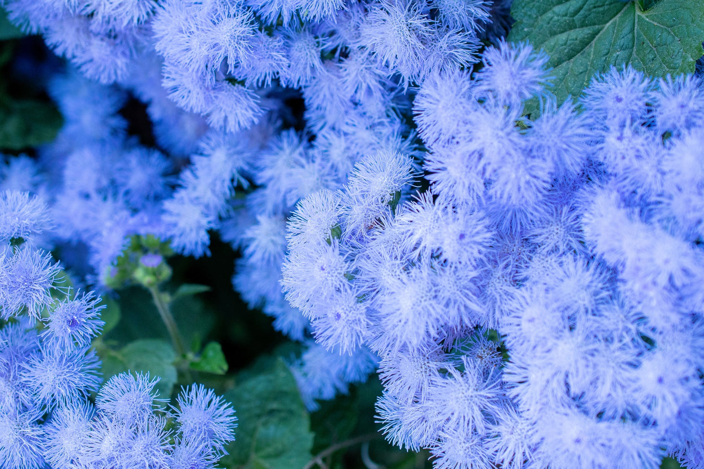 250 Dwarf BLUE BEDDER AGERATUM aka Floss Flower Ageratum Houstonianum Flower Seeds