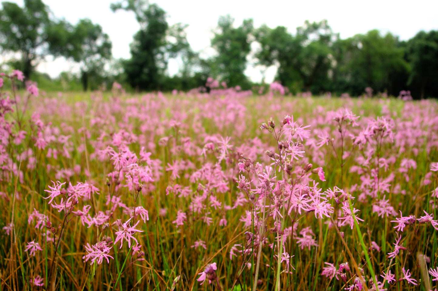 100 RAGGED ROBIN Pink Purplish Lychnis Flos Cuculi Flower Seeds