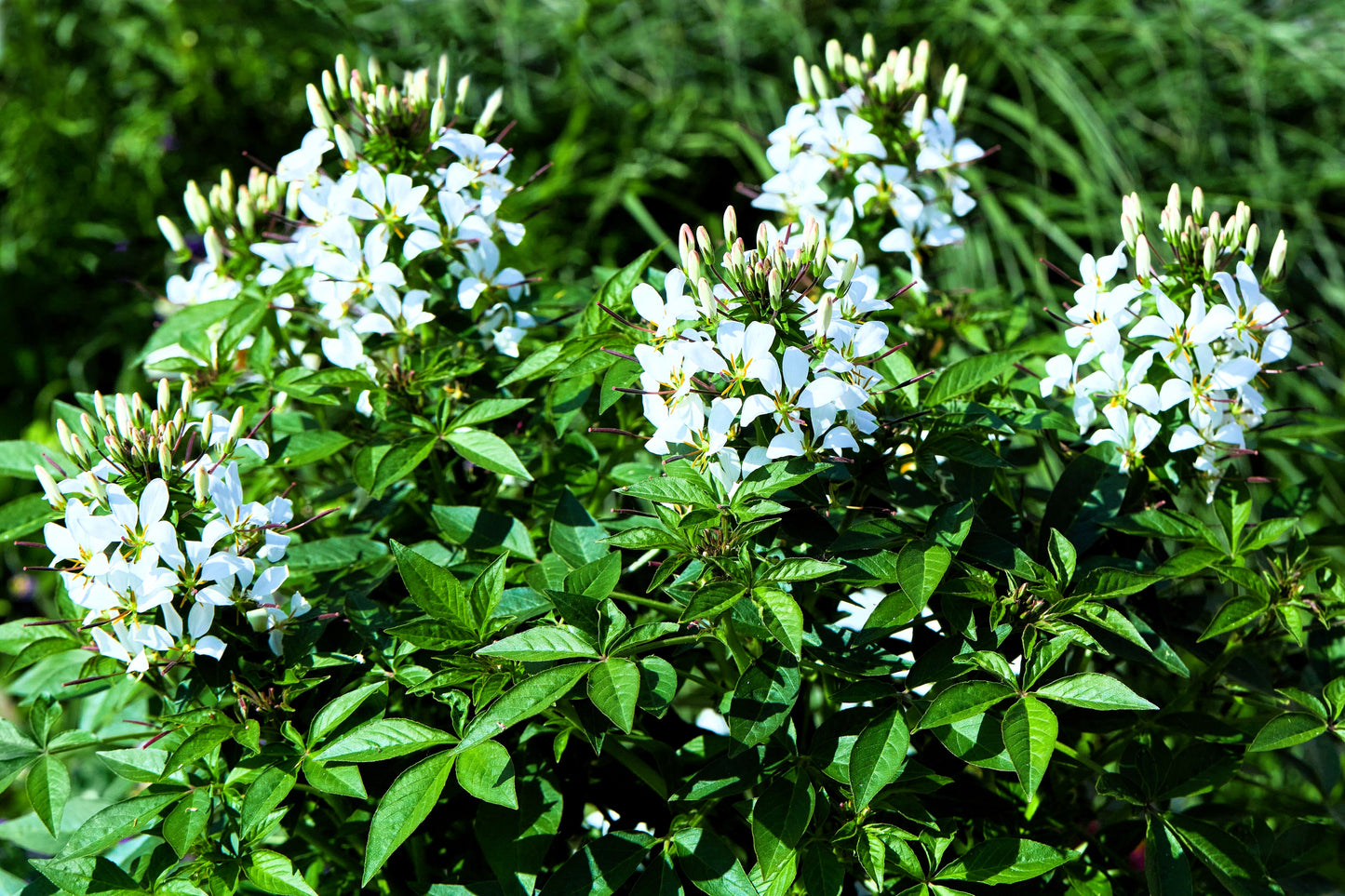 200 WHITE QUEEN CLEOME (Spider Flower) Cleome Hassleriana Cleome Spinosa Flower Seeds