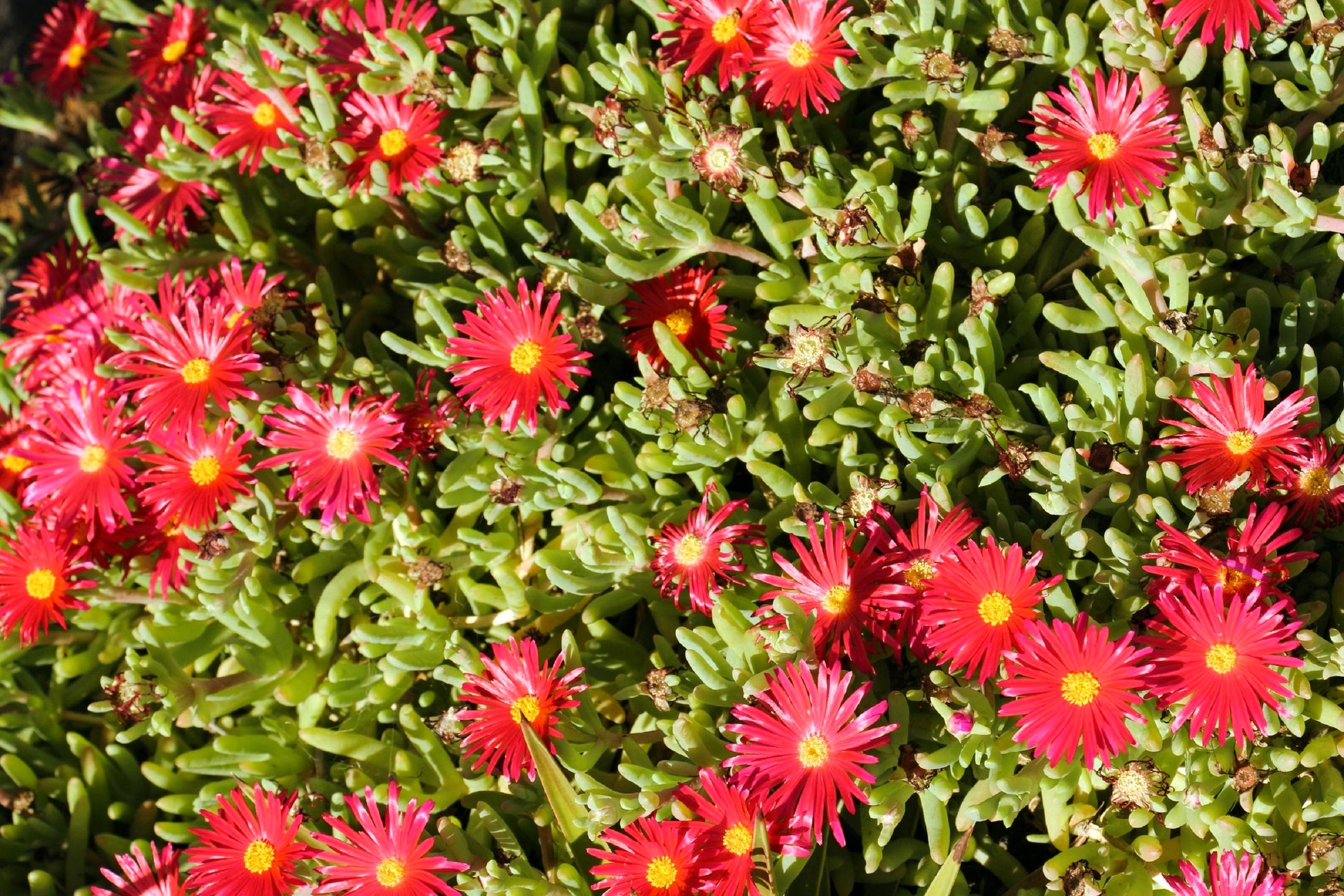 succulent mesembryanthemum 100 Gelato Bright RED ICE PLANT Mesembryanthemum Daisy Livingstone Flower Seeds
