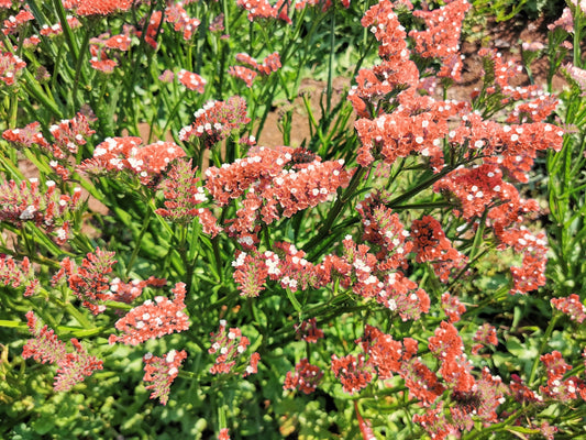 50 APRICOT BEAUTY STATICE Limonium Sinuatum Sea Lavender Flower Seeds