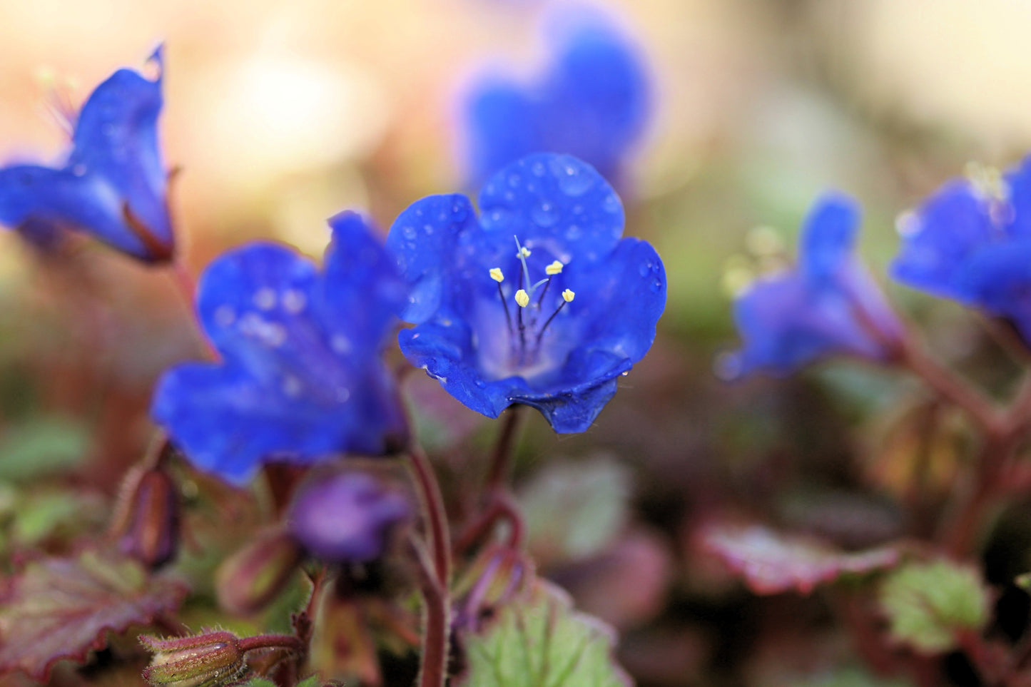 200 CALIFORNIA BLUEBELL (Wild Canterbury Bells / Desert Blue Bell) Phacelia Campanularia Flower Seeds