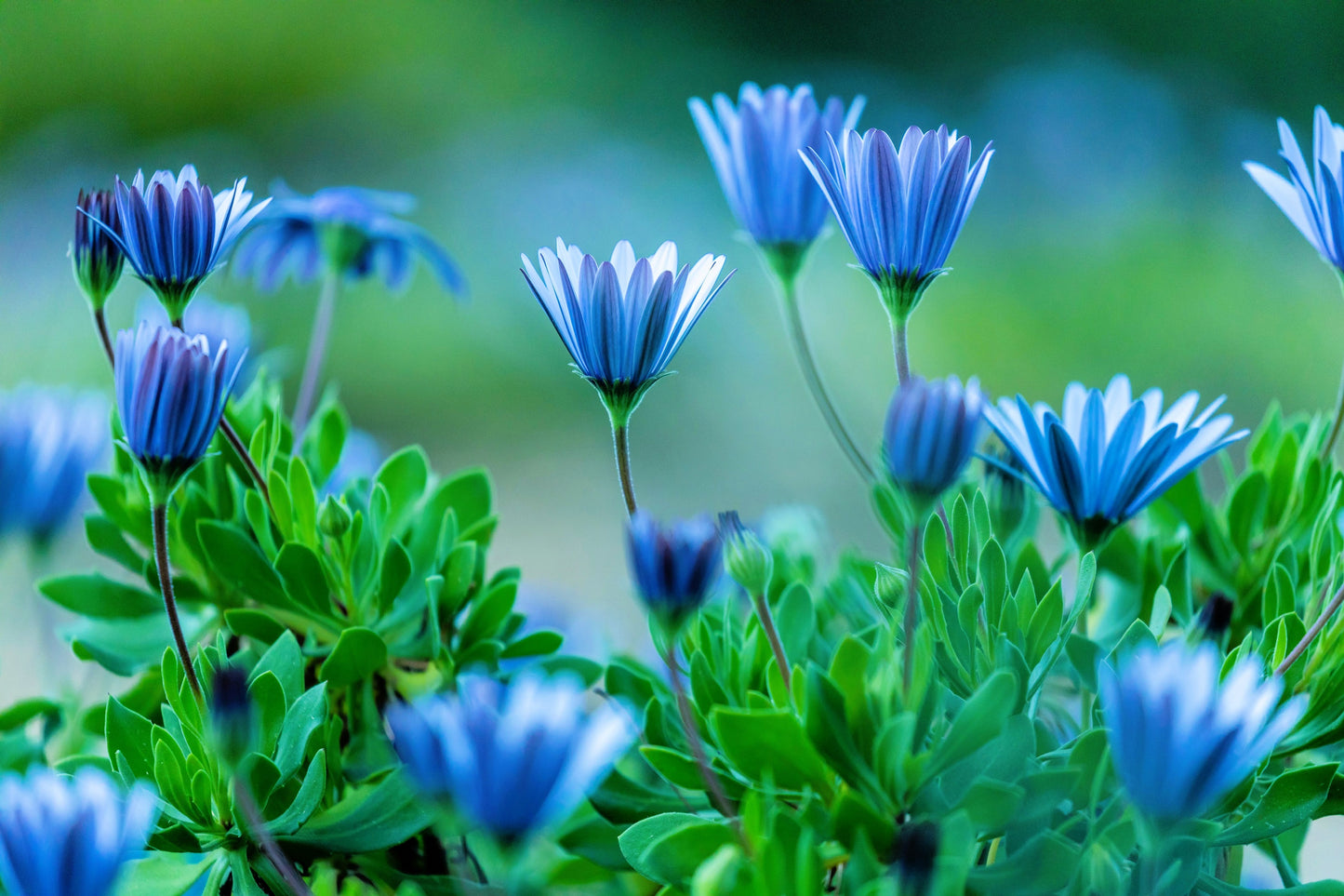 50 BLUE FELICIA DAISY 'The Blues' Heterophylla Kingfisher Flower Seeds