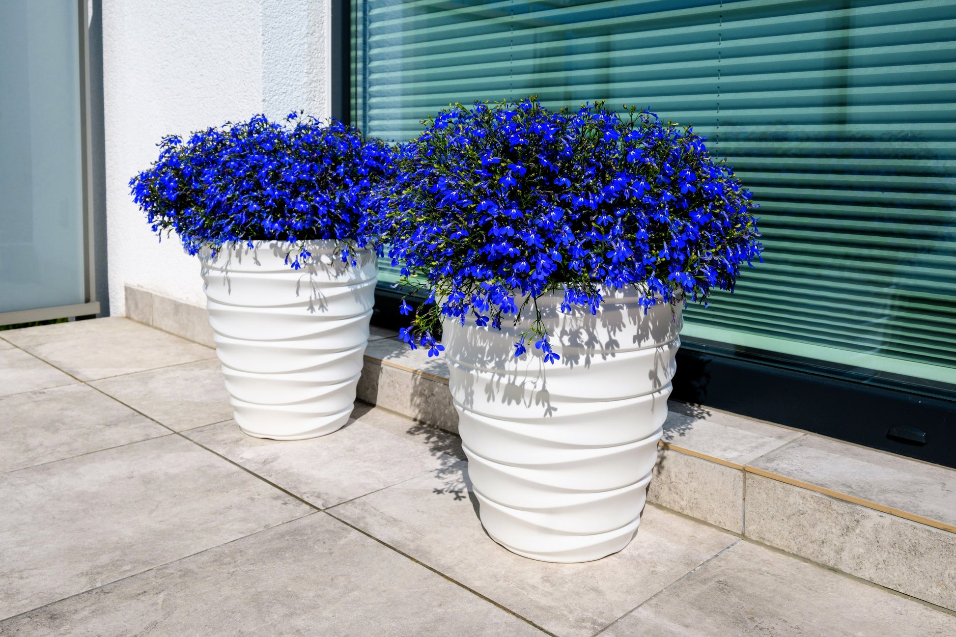 blue moon indoor plant 200 Electric Blue & White HALF MOON LOBELIA Erinus Flower Seeds – Seedville USA