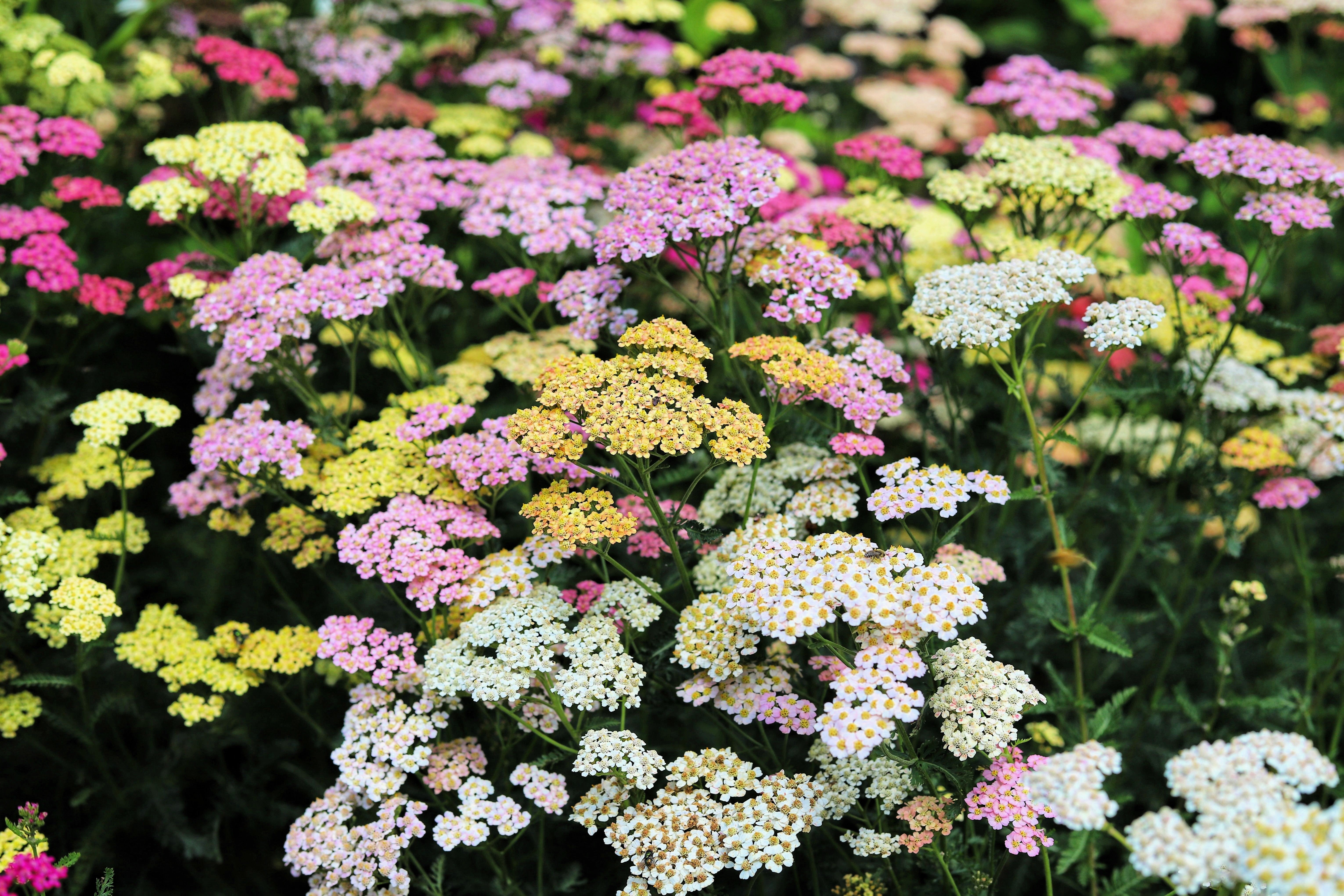 Seedville Yarrow - Thumbnail 5