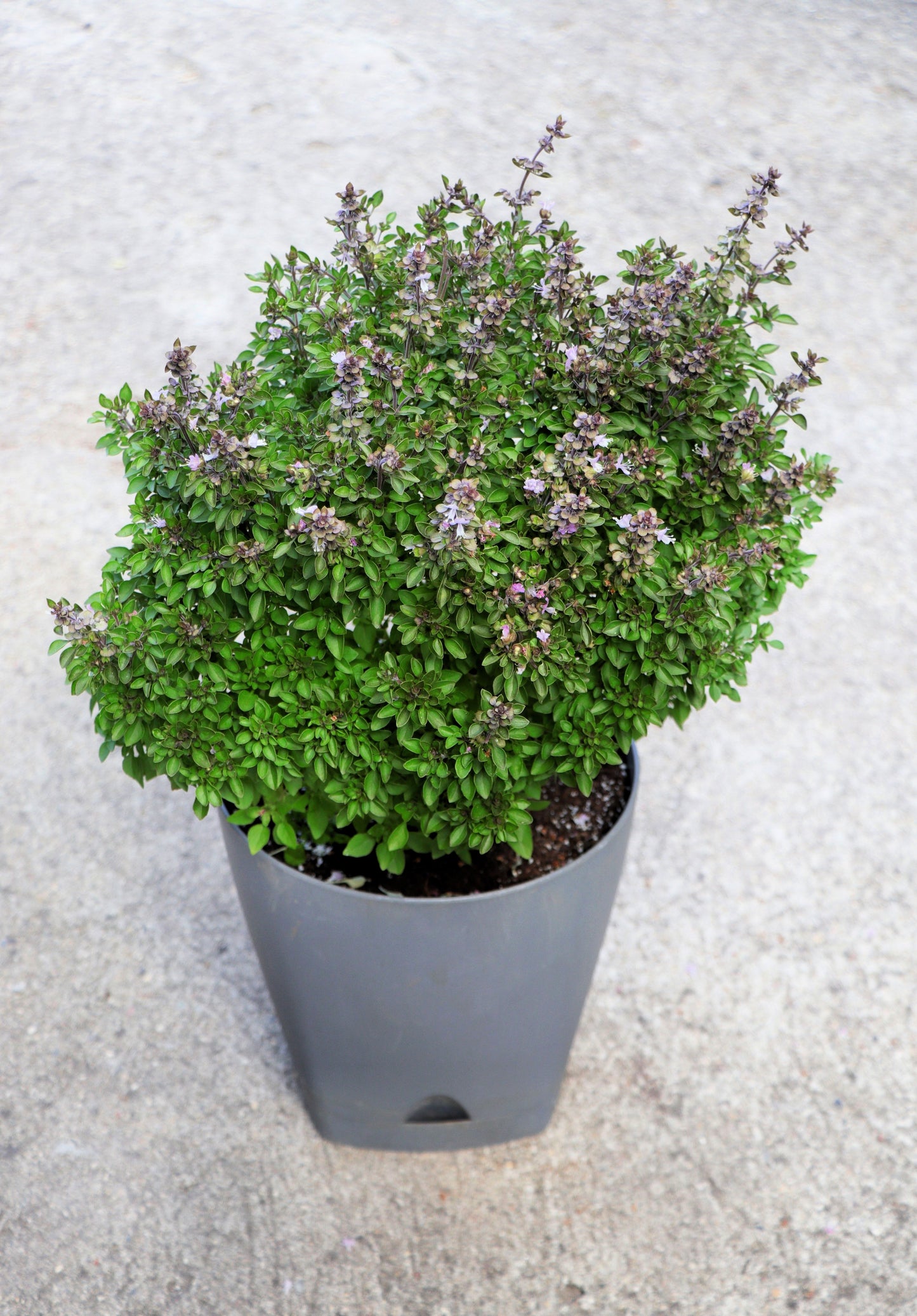 500 DWARF GREEK BASIL Ocimum Basilicum Fragrant Spicy Small Bright Green Leaf Herb Seeds