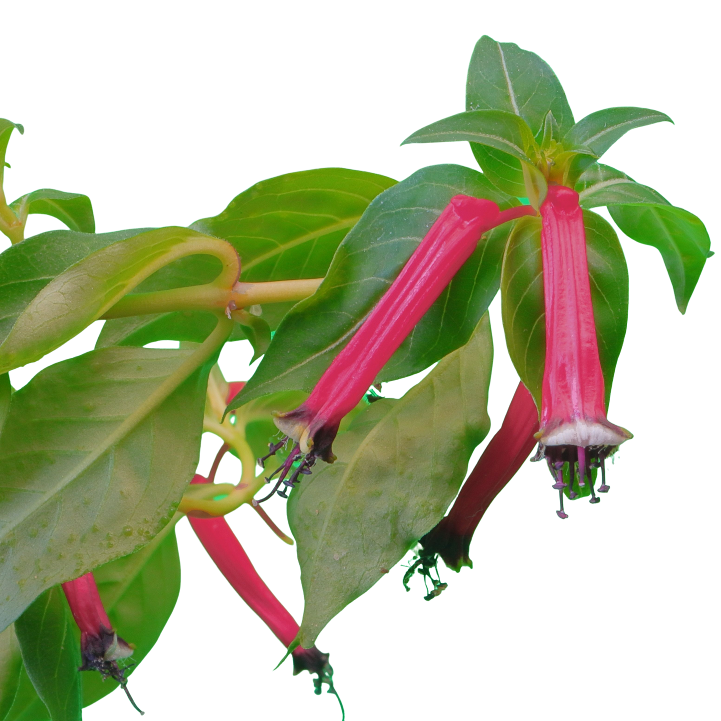 10 ROSE CIGAR PLANT Mexican Firecracker Cuphea Ignea Coan Pink Yellow Hummingbird Flower Seeds
