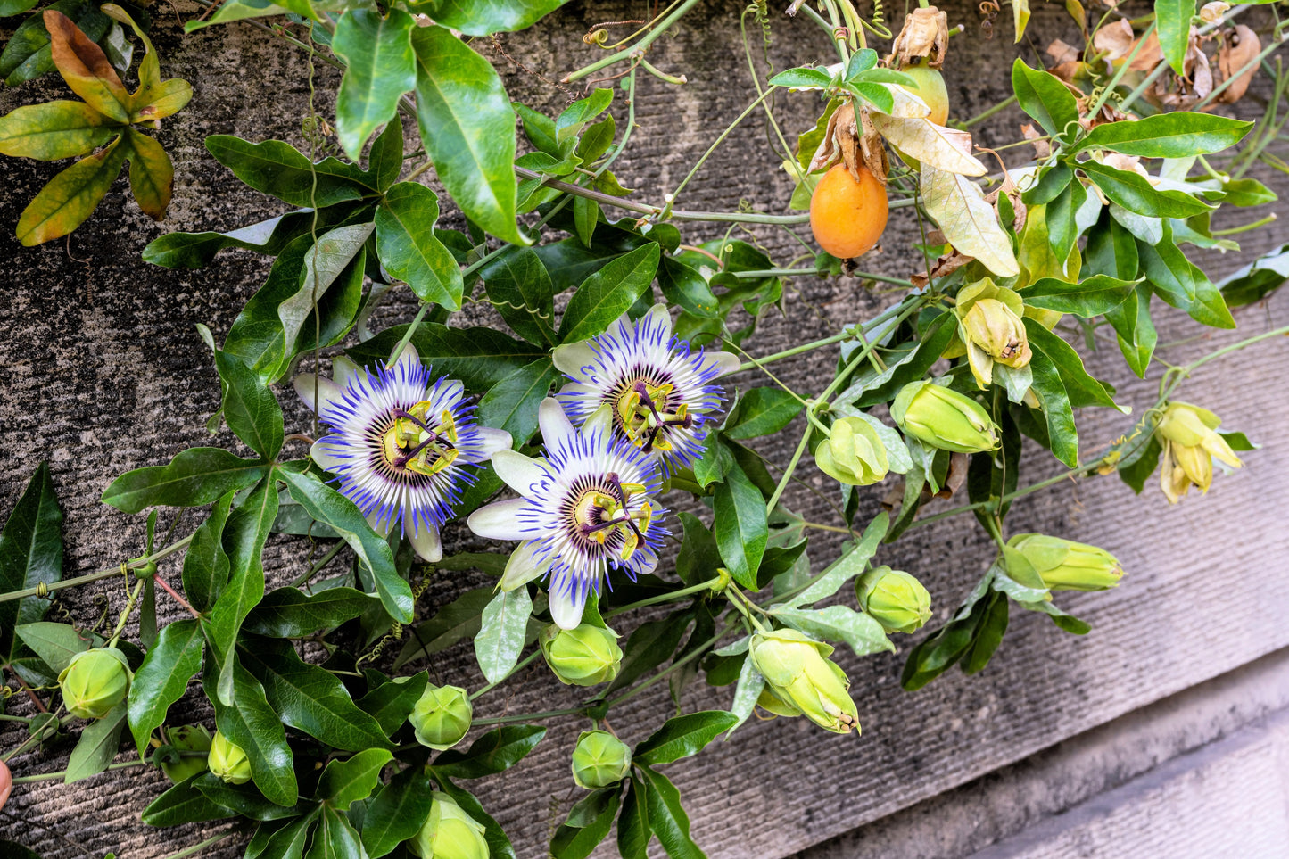 10 Blue Crown PASSION FLOWER / Passion FRUIT Passiflora Caerulea Orange Fruit Vine Seeds