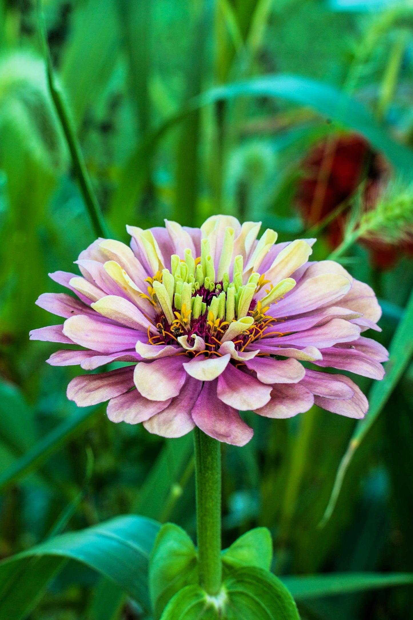 20 Organic QUEENY LIME MIX ZINNIA Elegans Mixed Colors Red Orange Yellow Pink Green Queen Flower Seeds