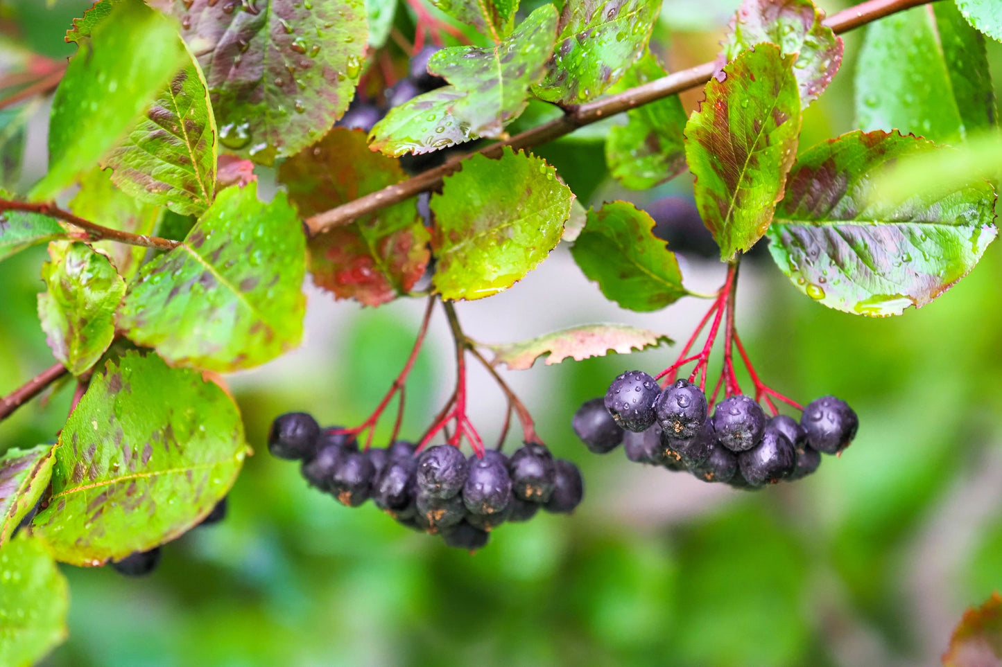 30 PURPLE CHOKEBERRY Aronia Prunifolia White Flower Fruit Shrub Seeds